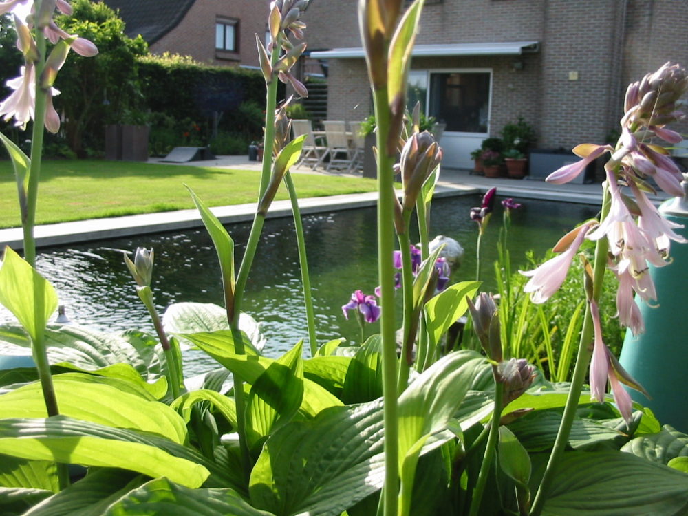 Hortus Tuinontwerp
