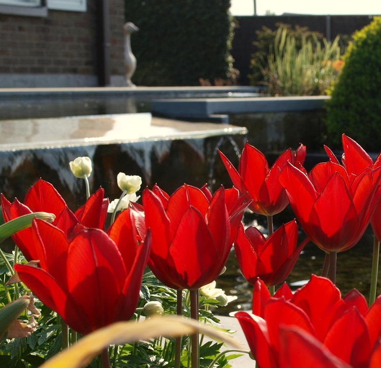 Hortus Tuinontwerp Hortus Tuinontwerp